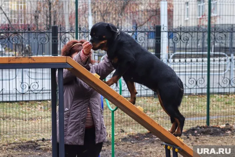 Площадка для выгула собак должная появится в 2025 году