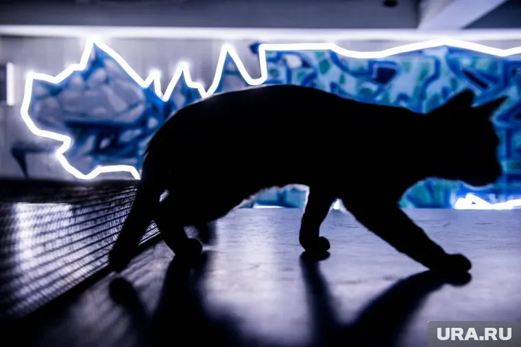 Животные в течение нескольких дней находились одни в доме