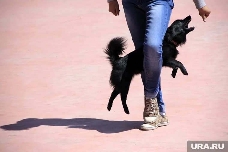 Приводить с собой животных сотрудникам челябинской компании разрешили, чтобы сделать их работу комфортнее