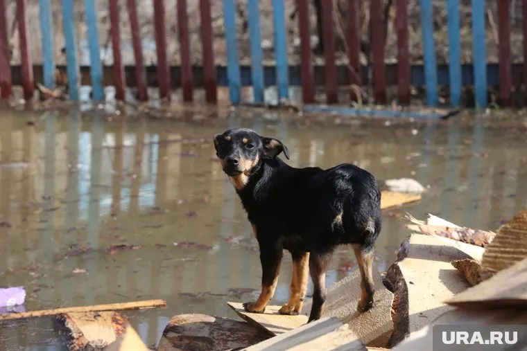 Животное могло утонуть (архивное фото)