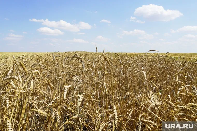 Россия является ценообразователем на рынке зерна