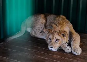 Зверей в зоопарке Мариуполя пытались съесть мародеры