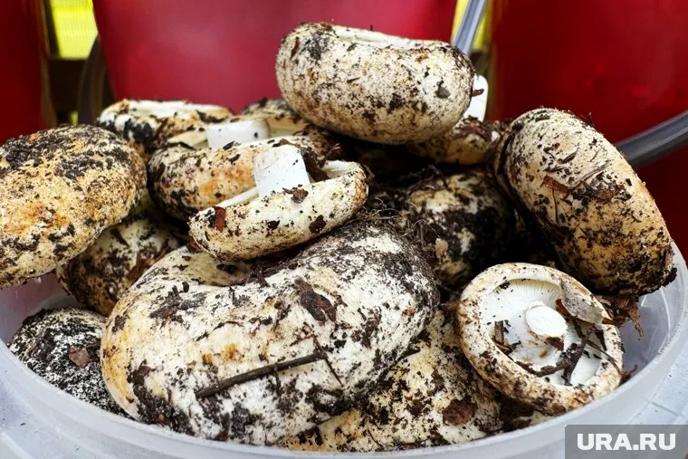 Челябинские грибники собирают грузди в конце сентября