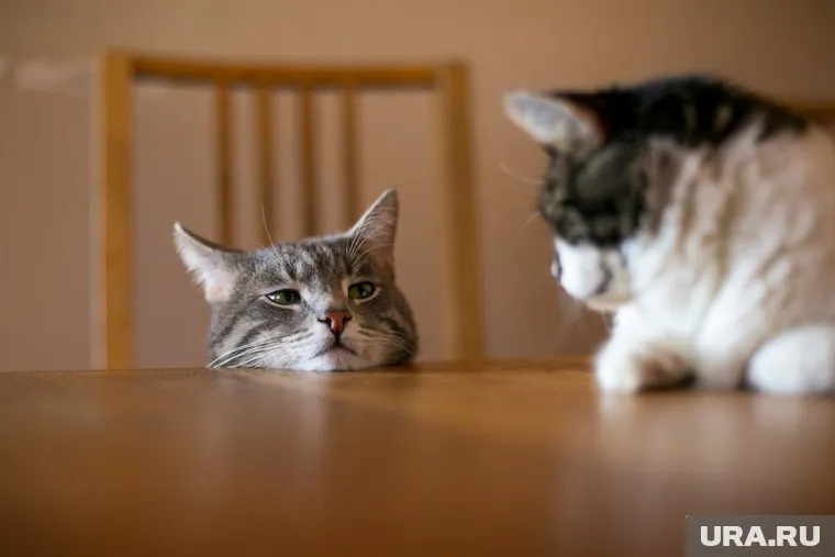 В краевой госветинспекции будет новый руководитель