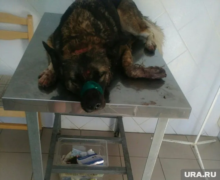 Зоозащитники привезли несчастное животное в ветклинику