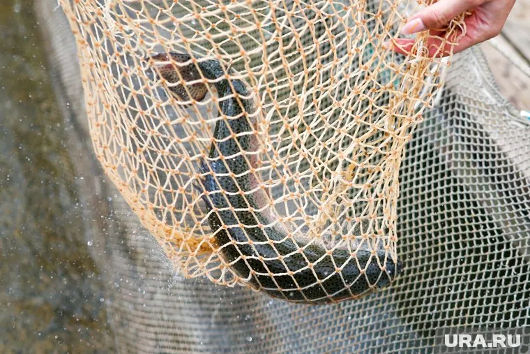 Эксперты рассказали про условия, необходимые форели для жизни