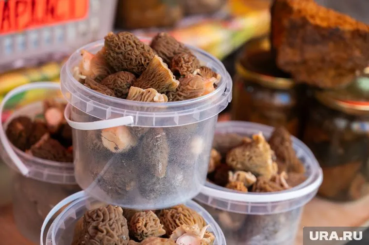 Сморчки были найдены в Березовском районе