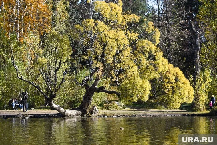 Символ парка — шарообразную иву — защитят от вандалов