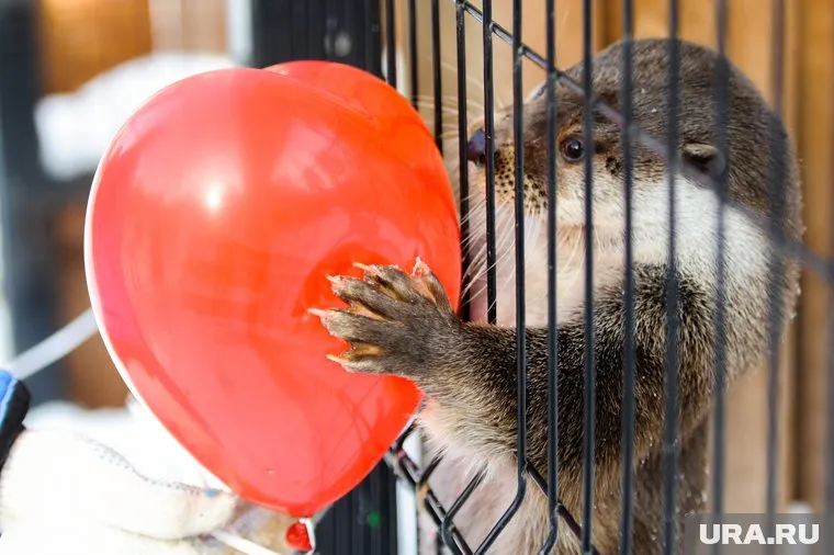 Зоопарки являются банком для хранения различных видов животных