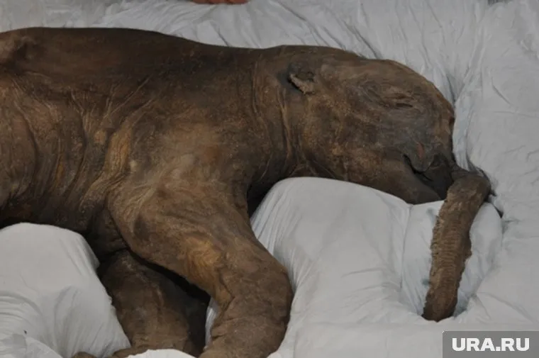 Люба по праву считается самым «гастролирующим» экспонатом ямальского музея