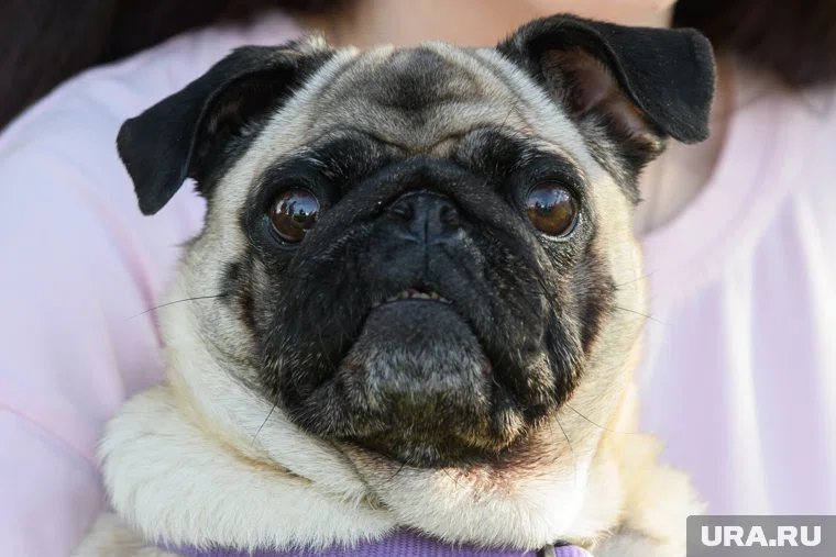 Многие пермяки путешествуют с питомцами