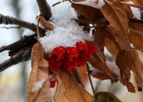 Каким будет ноябрь в Свердловской области 