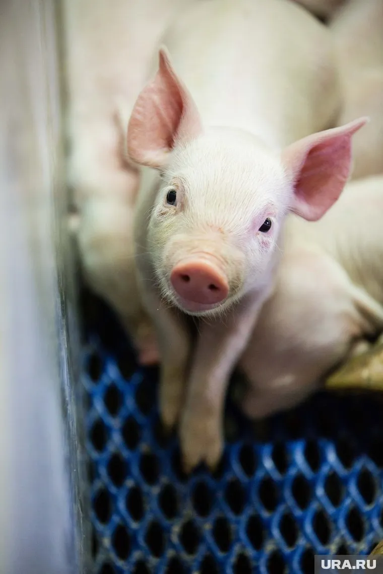 «Уральский» - пример того, каким должно быть современное сельхозпредприятие