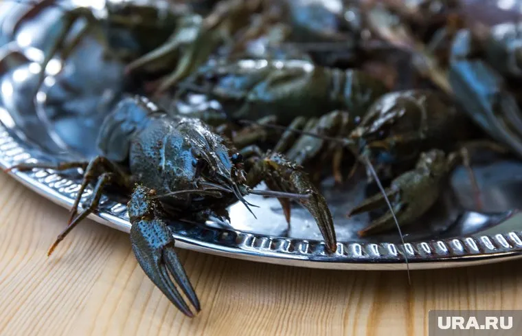 Вес рака составил 240 граммов