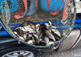 ММК выпустил в Магнитогорское водохранилище 50 тысяч мальков сазана