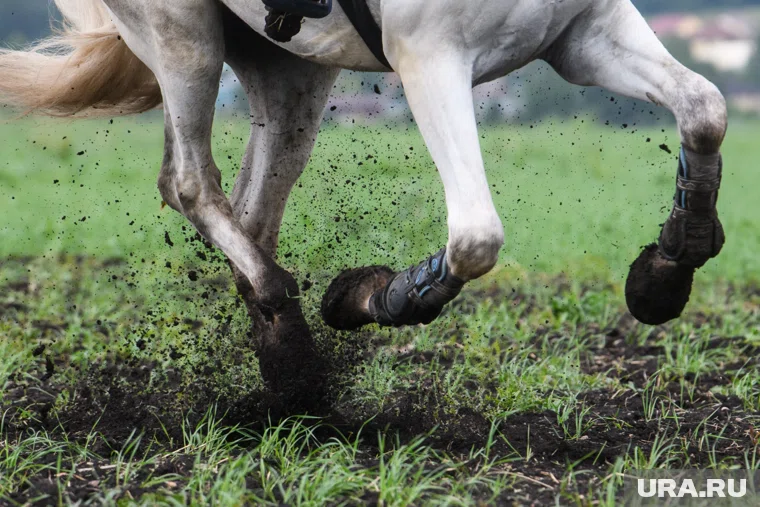 В Японии умерла лошадь Хару Урара, считавшаяся самой неудачливой в истории