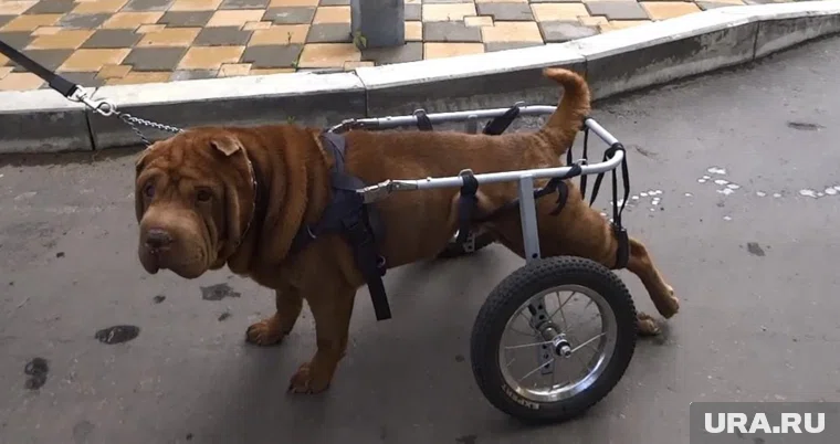 Мужчина вытащил собаку из коляски, после чего та начала уползать, указано в посте (архивное фото)