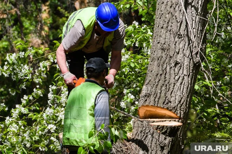 В пермском «Природном парке» из-за съемок киноленты вырубили не менее 60 деревьев