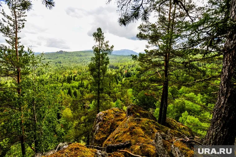 Гонный щавель начали собирать в лесах возле Златоуста