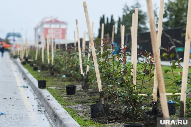 Газоны и новые деревья появятся на улице Коли Мяготина (архивное фото)