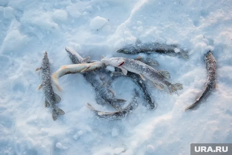 У зимней рыбалки есть свои преимущества