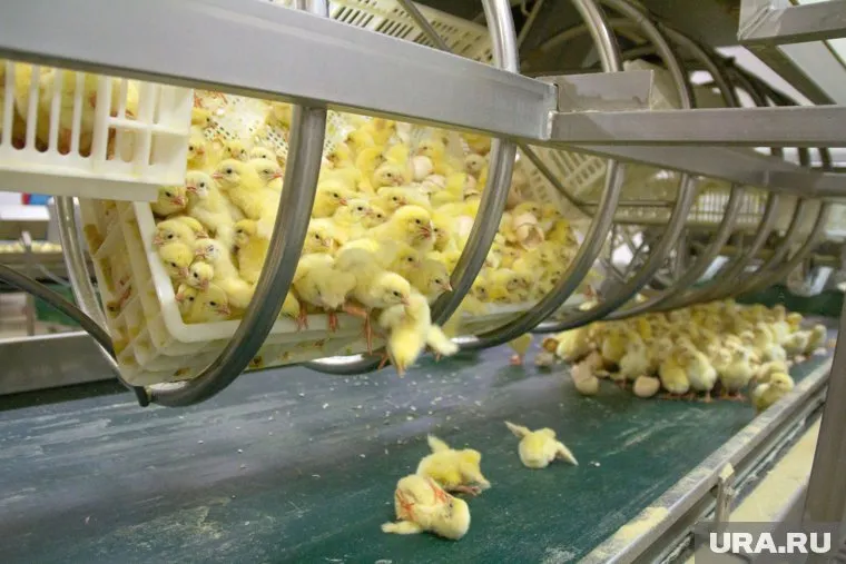 Пермская птицефабрика в два раза увеличила чистую прибыль