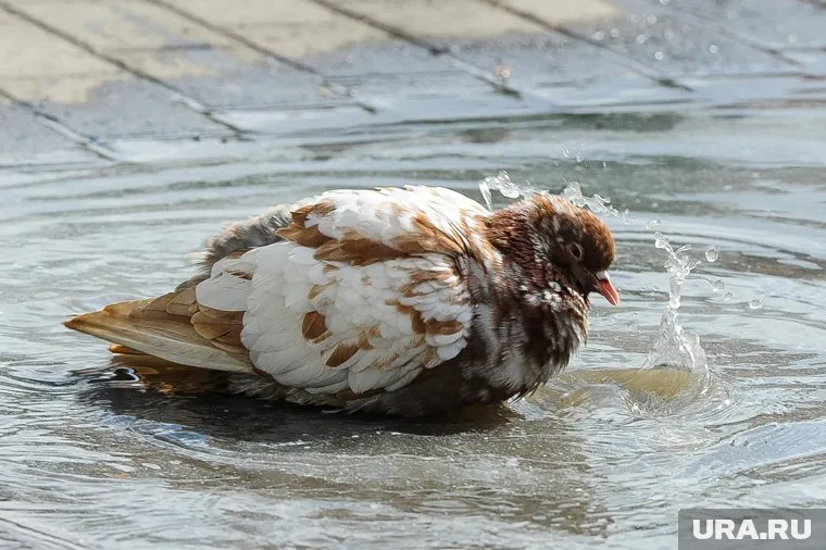К майским праздникам погода поможет почистить Челябинск