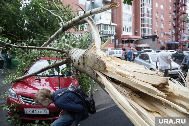 Ветер может вырвать деревья с корнем, поэтому ходить около них небезопасно