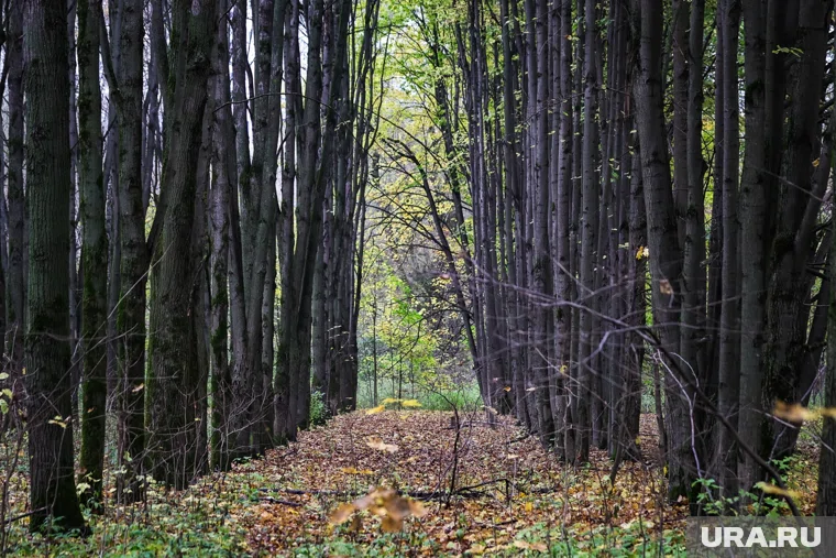 Тело нашел мужчина, который был на пробежке