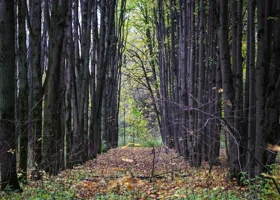 Фотография из галереи