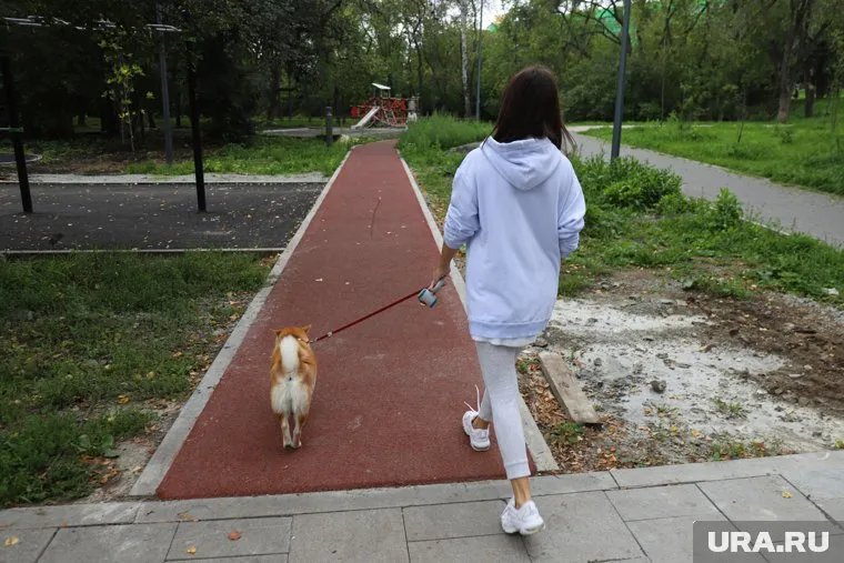 Девушка сообщила, что на нее набросились из-за выгула собаки (архивное фото)