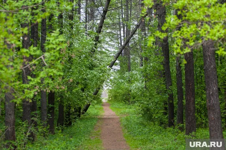 Зеленой зоне в центре тюменской деревни Дербыши хотят придать статус городских лесов