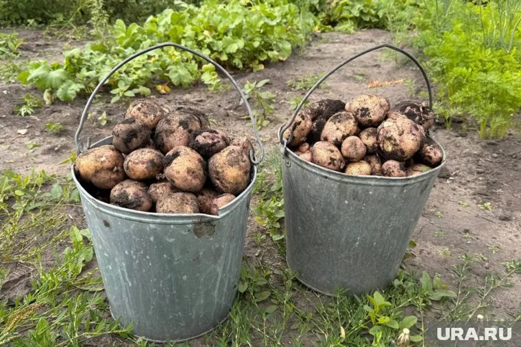 Под высадку картофеля и овощей предназначено семь тысяч гектаров