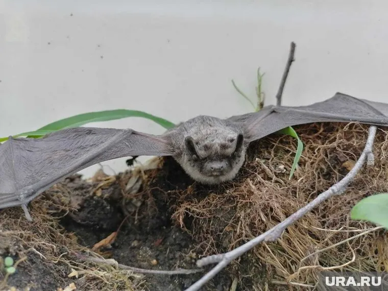 Летучую мышь спрятали в банку, чтобы ночью выпустить