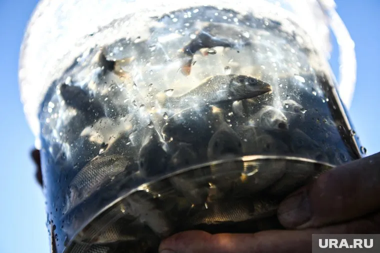 Всего было выпущено 27 тысяч мальков сазана