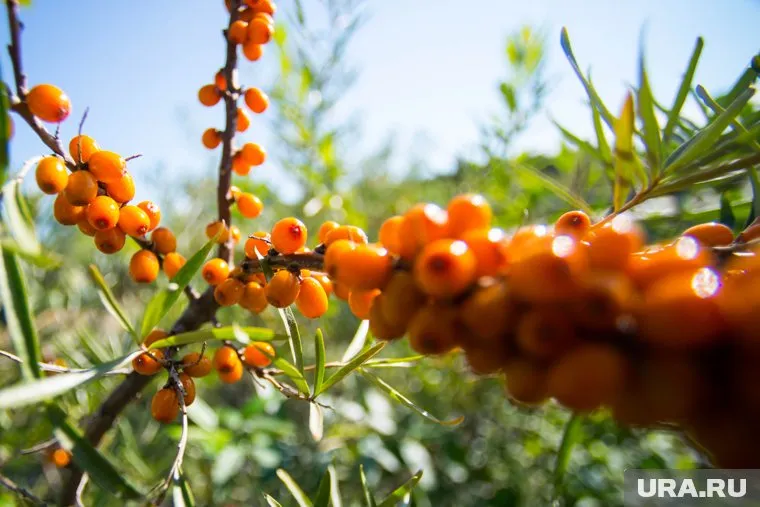Облепиха - источник многих ценных веществ