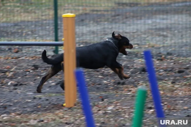 Детям приходится стоять в стороне пока собаки свободно разгуливают по дворой площадке