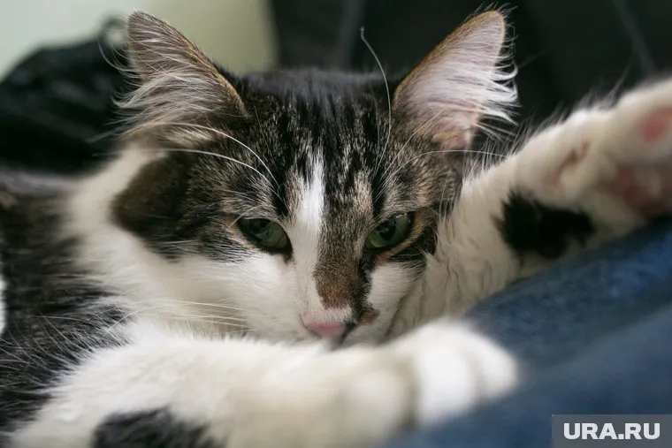 Как заявил изобретатель, его аппарат позволяет пить кошкам проточную воду