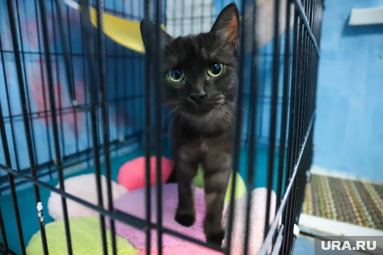 Верифицированные приюты и волонтеры получают больше доверия со стороны интернет-пользователей 