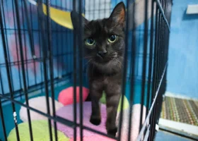 Российским зооволонтерам и приютам облегчат поиск новых хозяев для животных