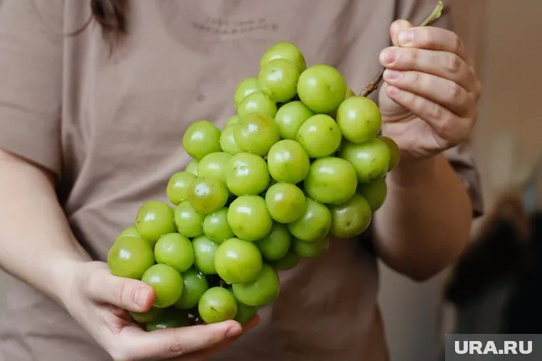 Сладкий китайский виноград обладает мускатным вкусом и ароматом