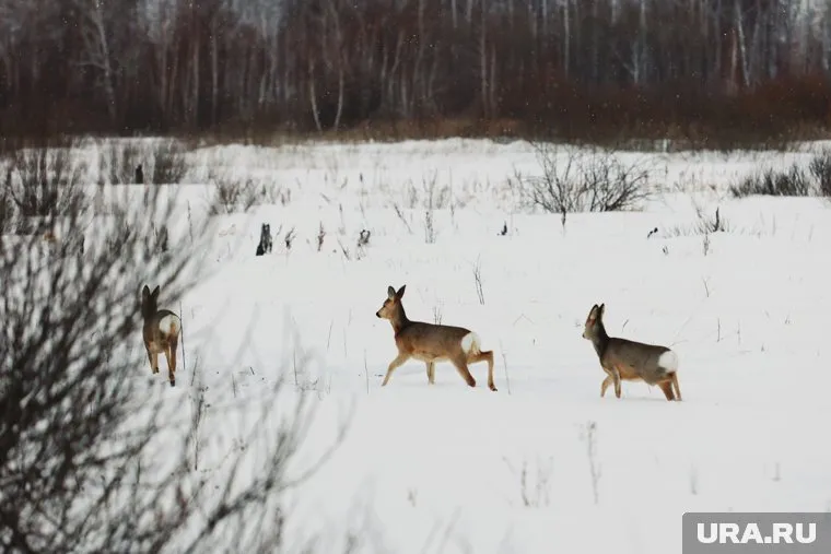 В Кургане возбудили уголовное дело после убийства шести косуль