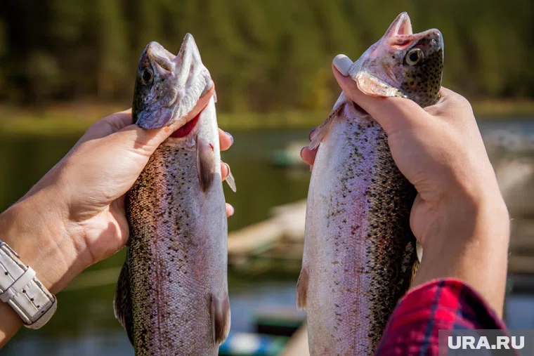 Форелевое хозяйство находится в природе Челябинска
