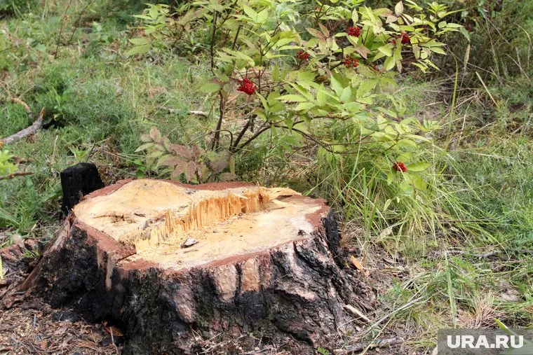 По словам местных жителей, место под стройку, для которой нет разрешения, уже начали расчищать
