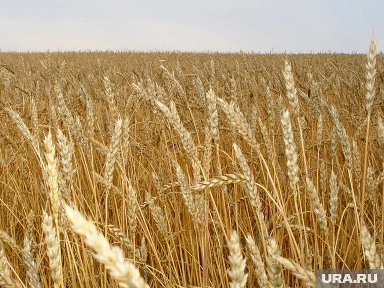В Казахстан отправили 20 тонн пшеницы