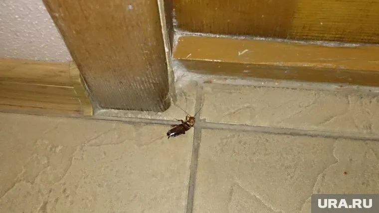 По словам Тамары Поспеловой, дорогая обработка не помогла избавиться от тараканов