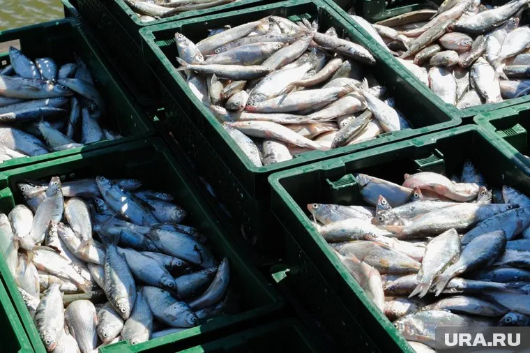 Рыболовные соглашения попадут под комплексное рассмотрение, заявил Илья Шестаков