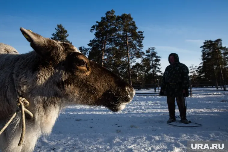 Власти ЯНАО взяли курс на борьбу со скупщиками скота у населения