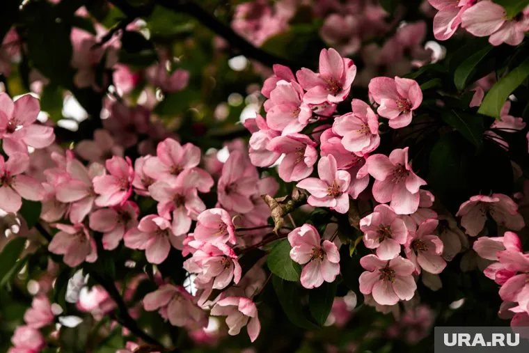 В строящемся квартале Кургана высаживают яблони, сирени и липы