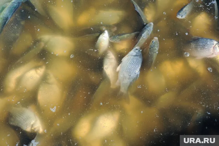 Рыба погибла в старице реки Тобол в Кургане